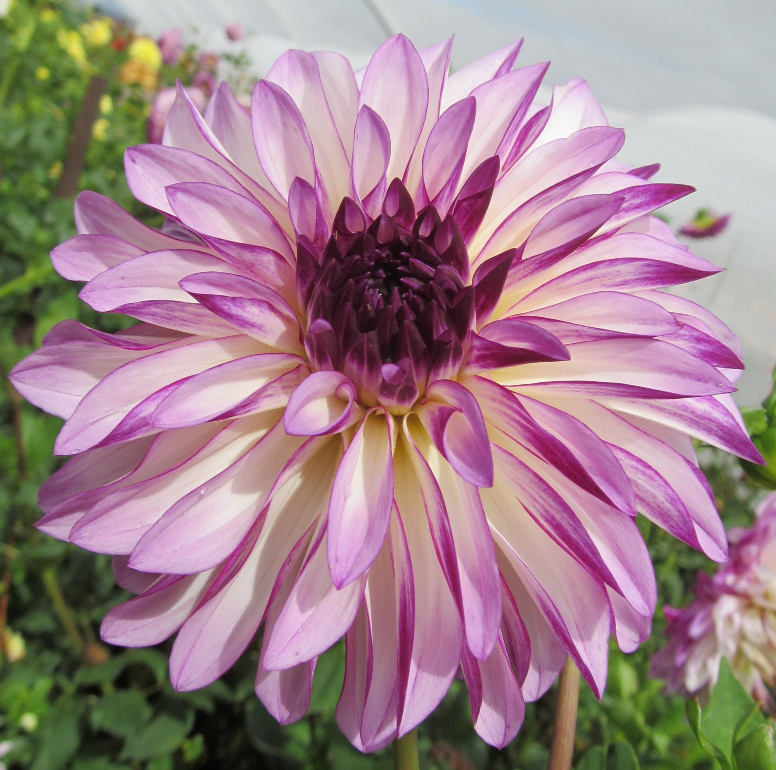 RC Diane Brazil - Dahlia Tuber – Evelyn's Garden and Nursery